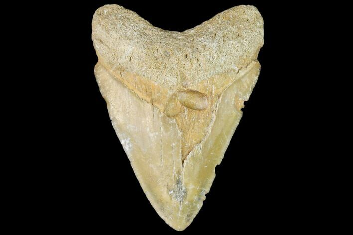 Fossil Megalodon Tooth - Florida #103404